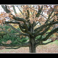 ramka z cieniem (czarny) mod 060 drzewo