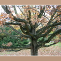 ramka z cieniem (jasny brąz) mod 060 drzewo