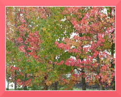 ramka z cieniem (dark pink) mod 023 drzewa liście
