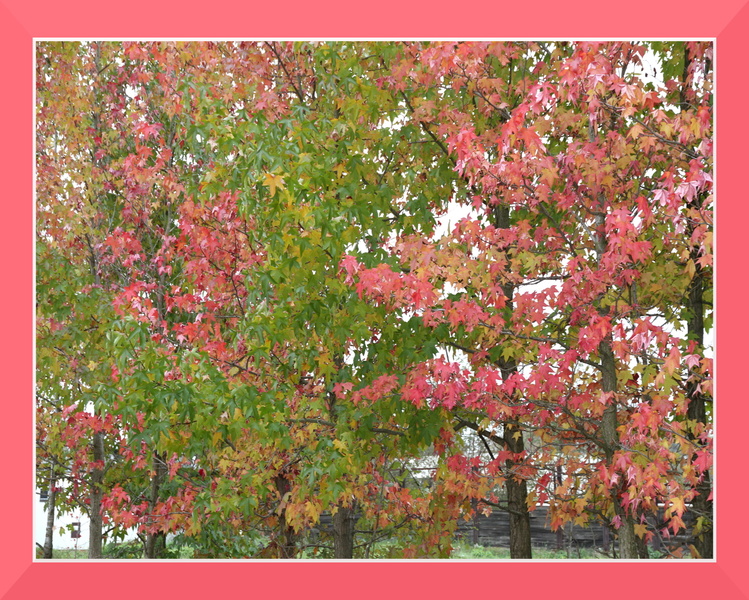ramka z cieniem (dark pink) mod 023 drzewa liście.jpg