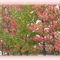 ramka z cieniem gradient (pink) mod 023 drzewa liście