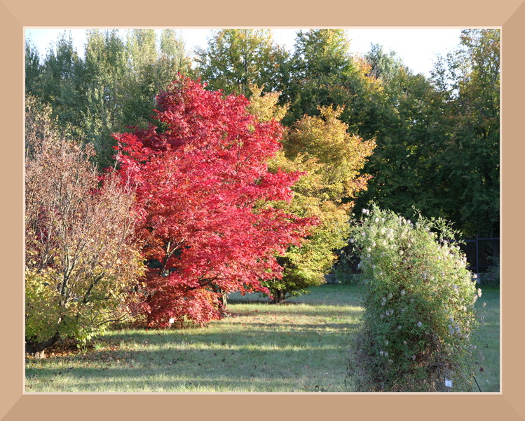 ramka z cieniem (beż) mod 018 drzewa krzewy czerwone liście.jpg