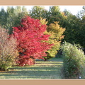 ramka z cieniem (beż) mod 018 drzewa krzewy czerwone liście