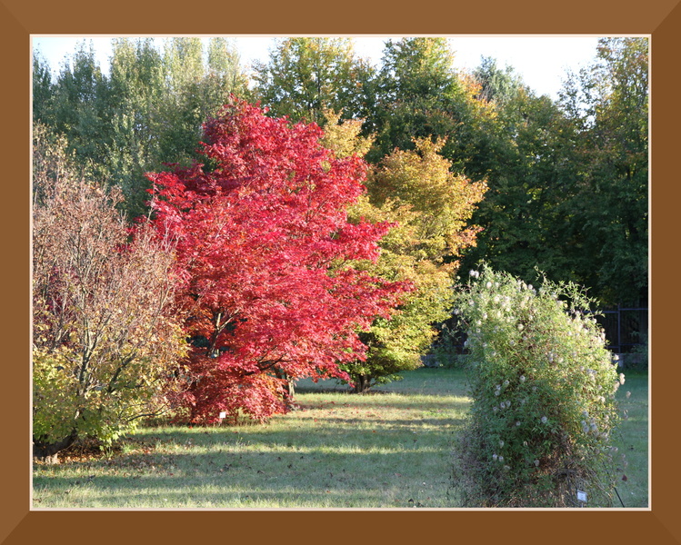ramka z cieniem (brąz) mod 018 drzewa krzewy czerwone liście.jpg