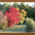 ramka z cieniem (brąz) mod 018 drzewa krzewy czerwone liście