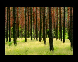 ramka modyfikacja 011 trawa las