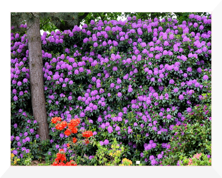 ramka z cieniem (kolor chmur) mod 029 (bez mod) fioletowe kwiatki.jpg