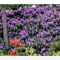 ramka z cieniem (kolor chmur) mod 029 (bez mod) fioletowe kwiatki