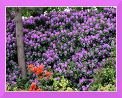 ramka z cieniem (magenta) mod 029 (bez mod) fioletowe kwiatki