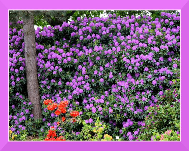 ramka z cieniem (magenta) mod 029 (bez mod) fioletowe kwiatki.jpg