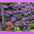ramka z cieniem (magenta) mod 029 (bez mod) fioletowe kwiatki